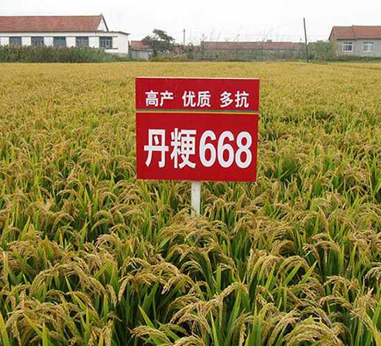 丹粳668號-水稻種子-丹玉種業(yè)