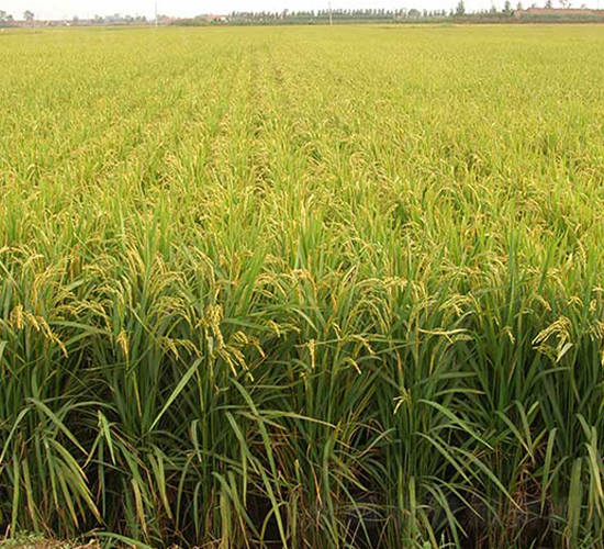丹粳18號-水稻種子-丹玉種業(yè)