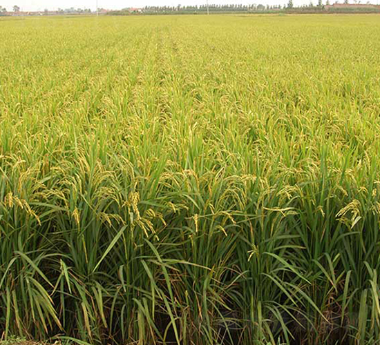 丹粳21號-水稻種子-丹玉種業(yè)