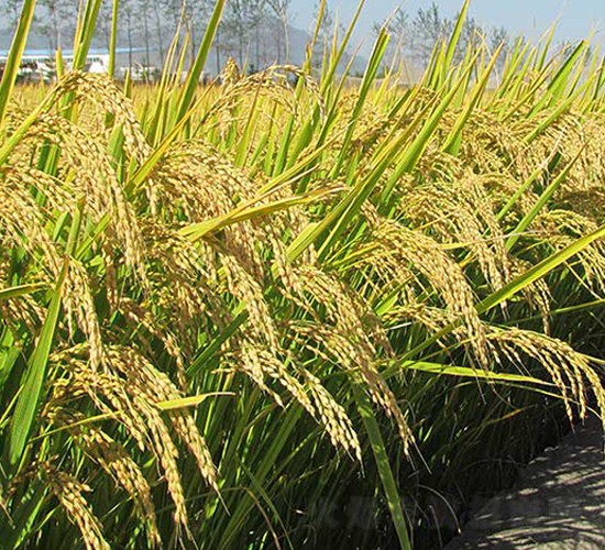 丹粳17號-水稻種子-丹玉種業(yè)