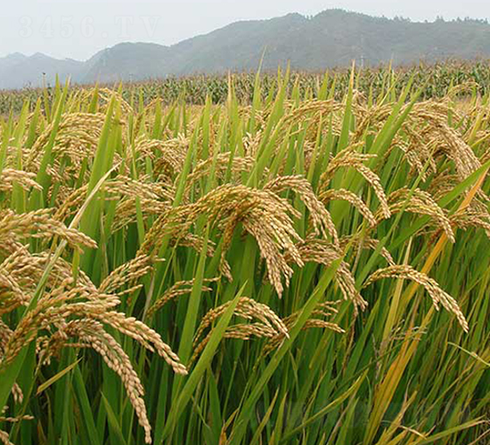 丹粳19-水稻種子-丹玉種業(yè)