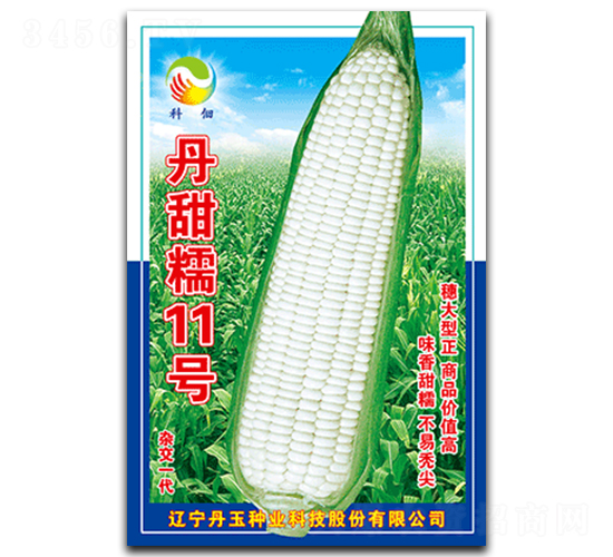 丹甜糯11號-糯玉米種子-丹玉種業(yè)
