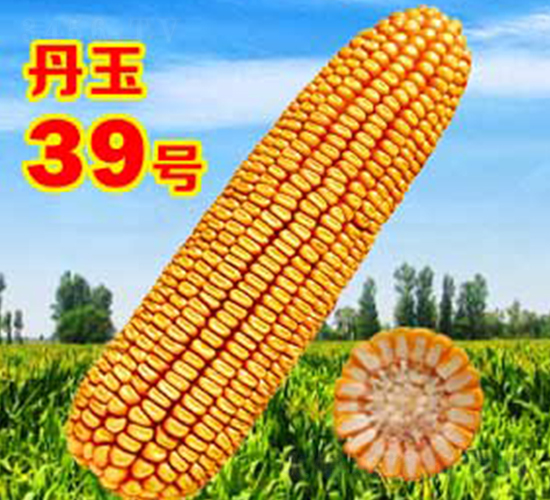 丹玉39號-玉米種子-丹玉種業(yè)