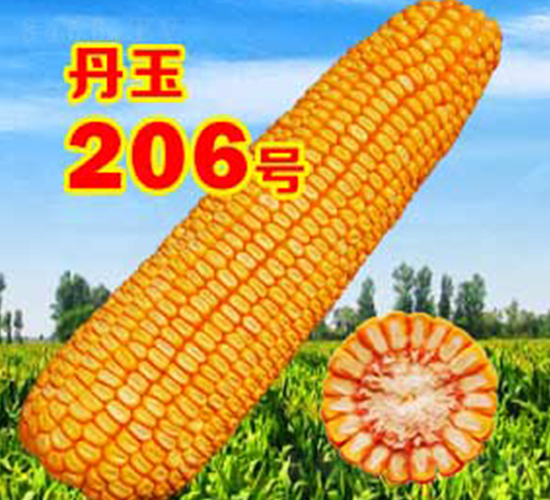 丹玉206號-玉米種子-丹玉種業(yè)