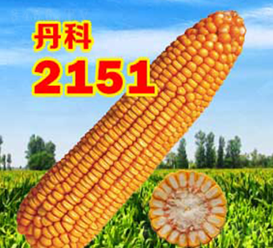 丹科2151-玉米種子-丹玉種業(yè)