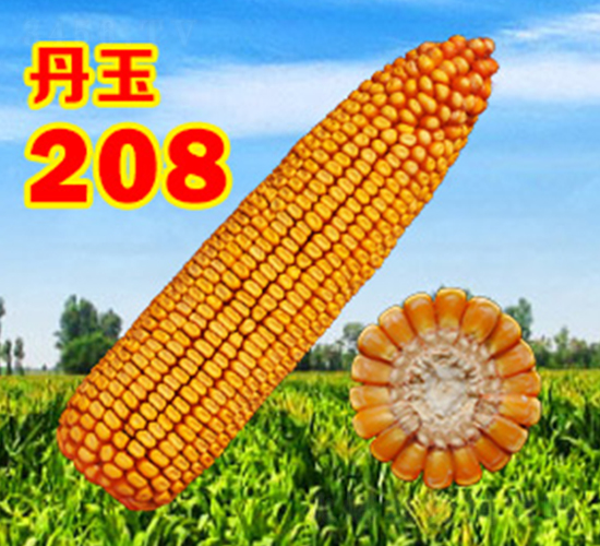 ����208-���׷N��-����N�I(y��)