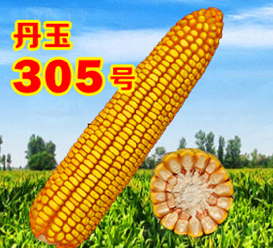 丹玉305號-玉米種子-丹玉種業(yè)