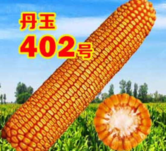 丹玉402號-玉米種子-丹玉種業(yè)
