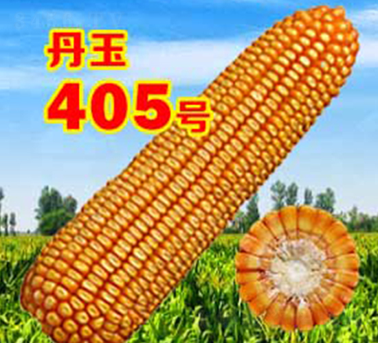 ����405̖(h��o)-���׷N��-����N�I(y��)