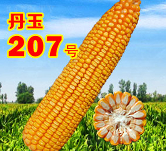 ����207̖(h��o)-���׷N��-����N�I(y��)