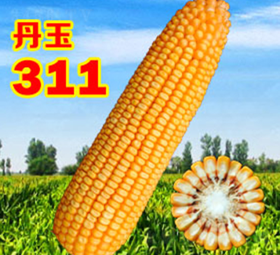 ����311-���׷N��-����N�I(y��)