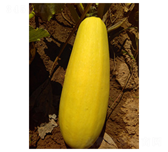 �N�������J1̖(h��o)-�����J�N��-�N�ǷN�I(y��)