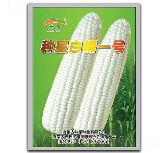 種星白糯1號(hào)-糯玉米種子-種星種業(yè)