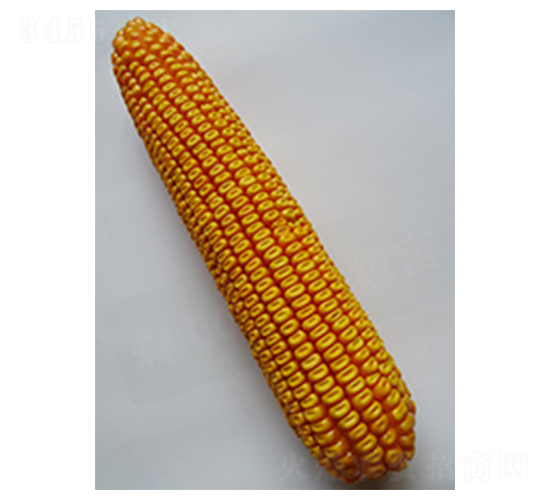 種星青飼一號-玉米種子-種星種業(yè)