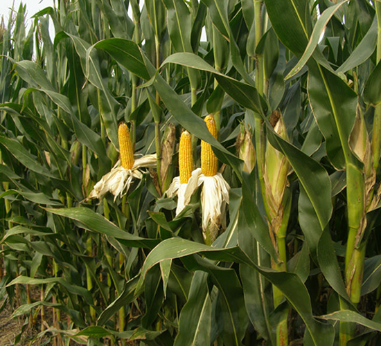 博農(nóng)118-玉米種子-博農(nóng)