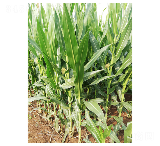 博玉8號-玉米種子-博農(nóng)