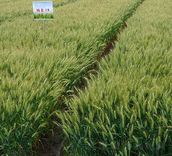 揚麥19-小麥種子-金土地