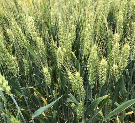 輪選13-小麥種子-金土地