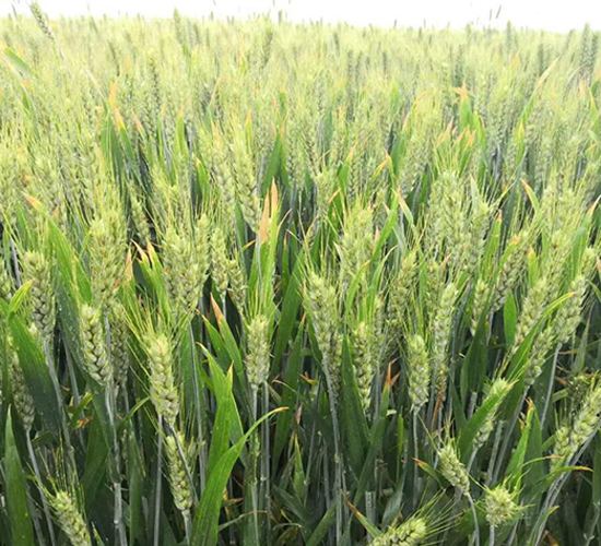 輪選146-小麥種子-金土地