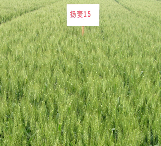 揚麥15-小麥種子-金土地