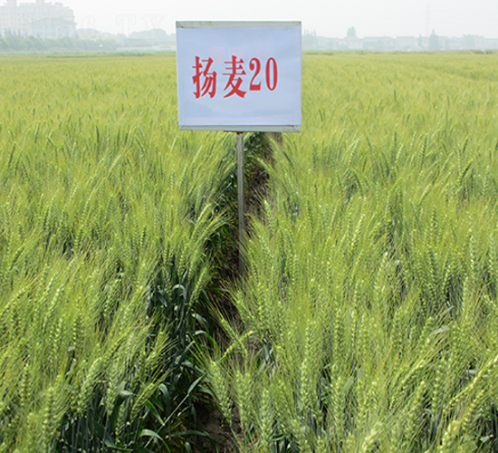 揚麥20-小麥種子-金土地