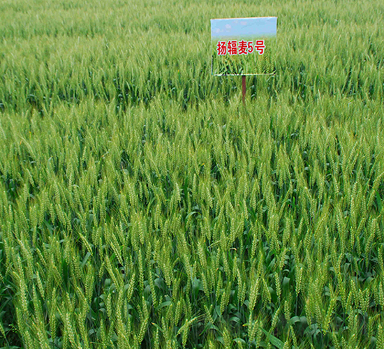 �P(y��ng)ݗ��5̖-С���N��-������