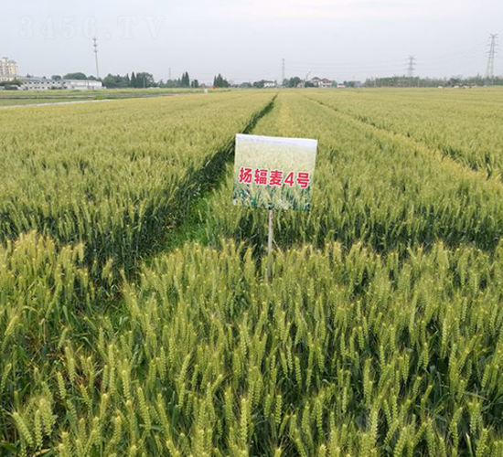 揚輻麥4號-小麥種子-金土地