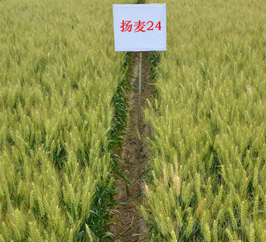 �P��24-С���N��-������