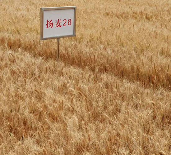 揚(yáng)麥28-小麥種子-金土地