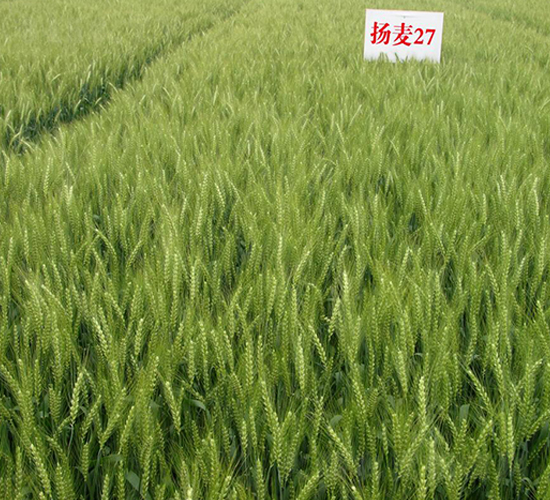 揚麥27-小麥種子-金土地