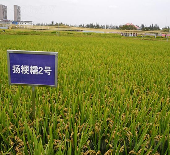 揚(yáng)粳糯2號(hào)-水稻種子-金土地