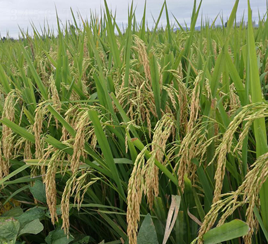 揚(yáng)優(yōu)香占-水稻種子-金土地