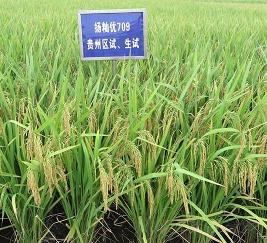 金秈優(yōu)709-水稻種子-金土地