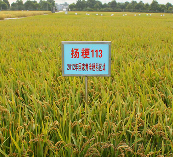 揚粳113-水稻種子-金土地