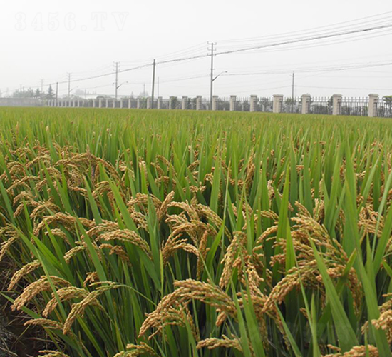 揚(yáng)粳103-水稻種子-金土地