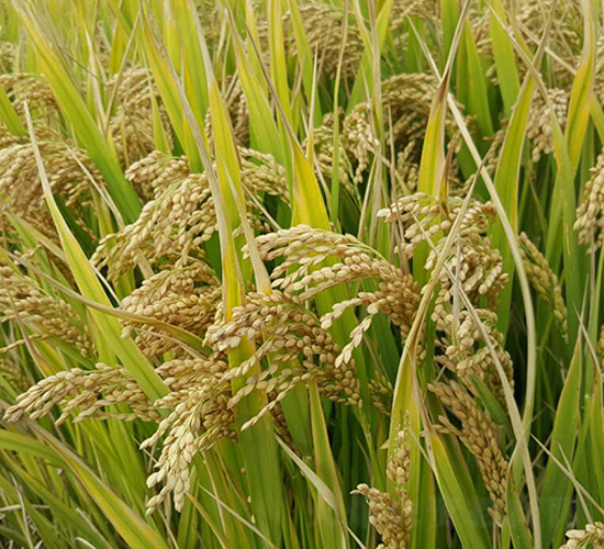 揚(yáng)粳805-水稻種子-金土地