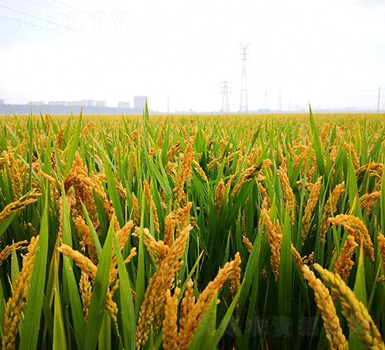 揚粳3012-水稻種子-金土地