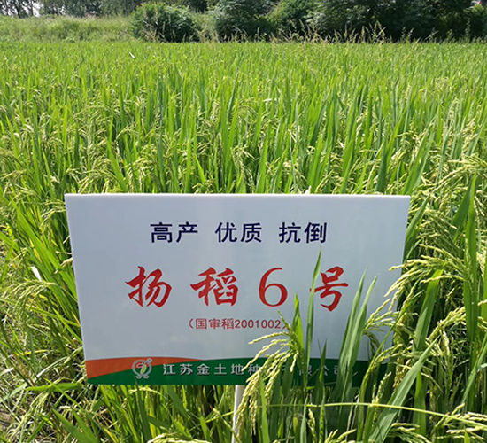 揚(yáng)稻6號-水稻種子-金土地