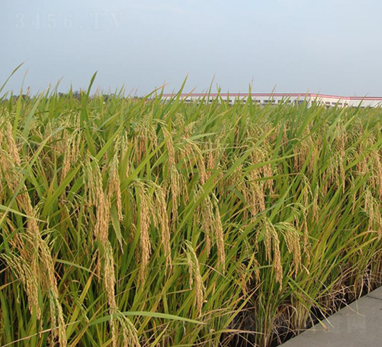 揚兩優(yōu)013-水稻種子-金土地