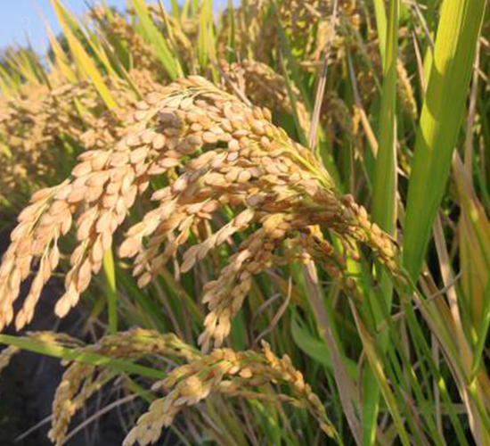 ������1̖-ˮ���N��-������