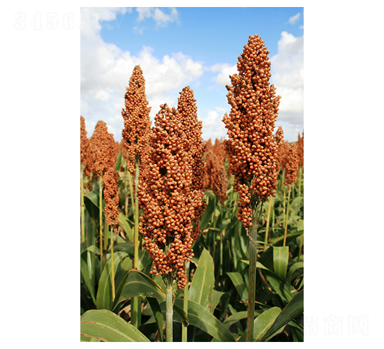 FU007-高粱種子-潞玉種業(yè)