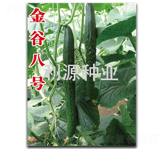 金谷八號-黃瓜種子-利源種業(yè)