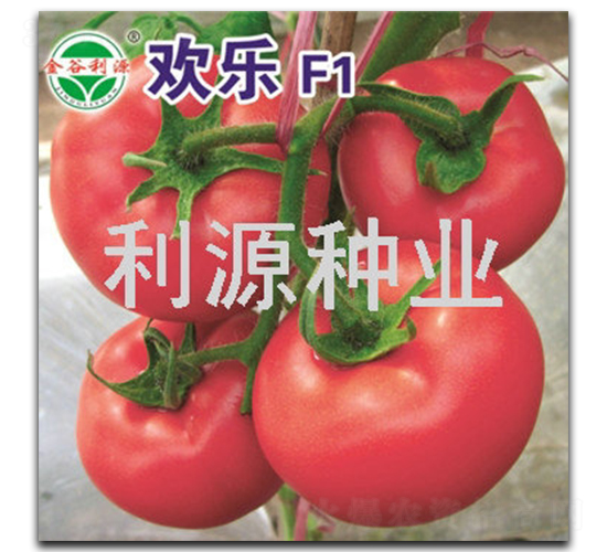 歡樂-番茄種子-利源種業(yè)