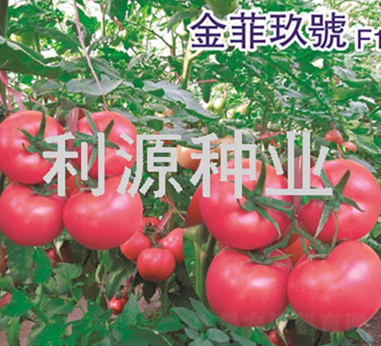 ��ƾ�̖-���ѷN��-��Դ�N�I(y��)