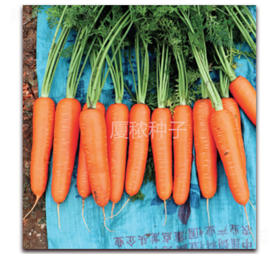 �S�tһ̖-���}���N��-�B���r(n��ng)�I(y��)