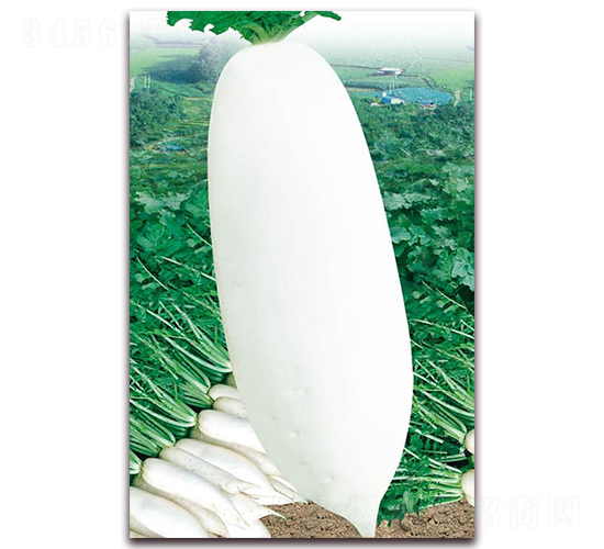 �Ž����t�}��-���}���N��-�A�r(n��ng)�N�I(y��)