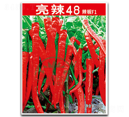 亮辣48-辣椒種子-亮農(nóng)