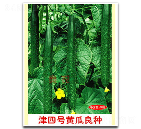 津四號黃瓜良種-黃瓜種子-亮農(nóng)