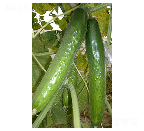 ����ˮ���S��-�S�ϷN��-�G����