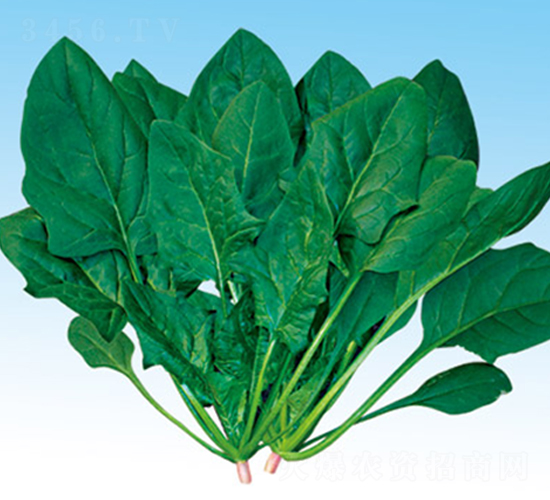 日本春秋大葉菠菜-菠菜種子-綠百旺